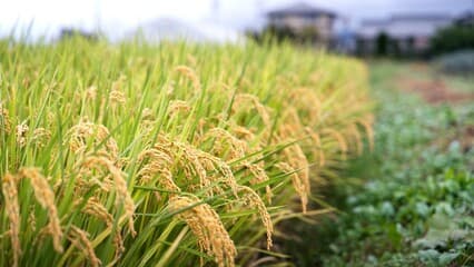Packaged RVAgro rice products ready for shipment.